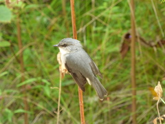 Eopsaltria georgiana