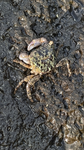 Metopograpsus frontalis observed 2026-10-03