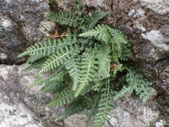 Asplenium fontanum