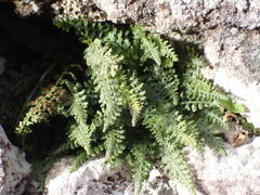 Asplenium fontanum
