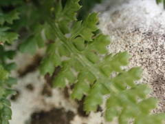 Asplenium fontanum