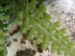 Asplenium fontanum
