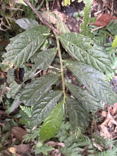 Elatostema lineolatum observed 2026-10-03