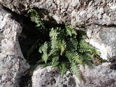Asplenium fontanum