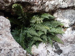 Asplenium fontanum