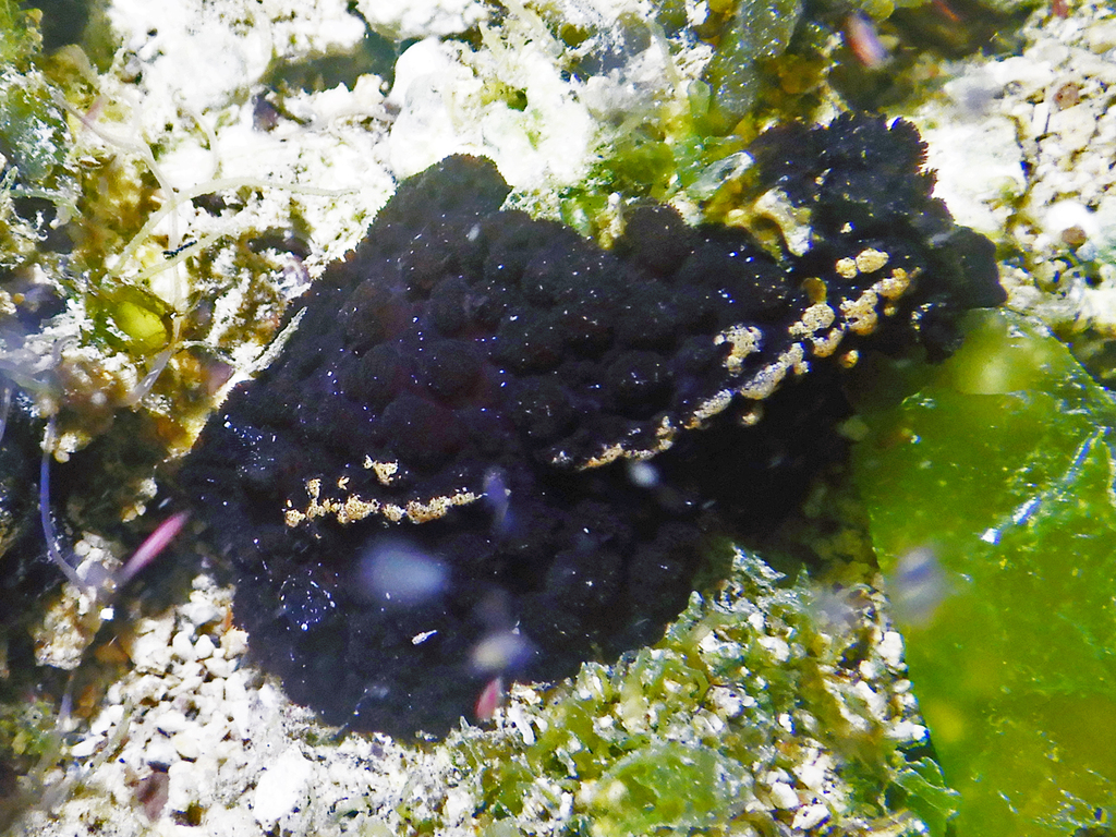 Ridged Granulated Dorid