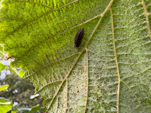 Common Striped Woodlouse