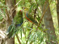 Platycercus icterotis