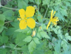 Chelidonium asiaticum