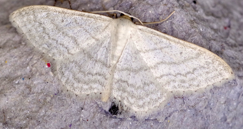 Idaea subsericeata
