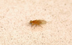 Chyromyidae