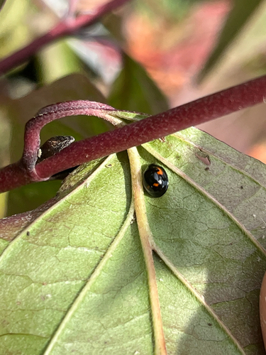 Pine Ladybird