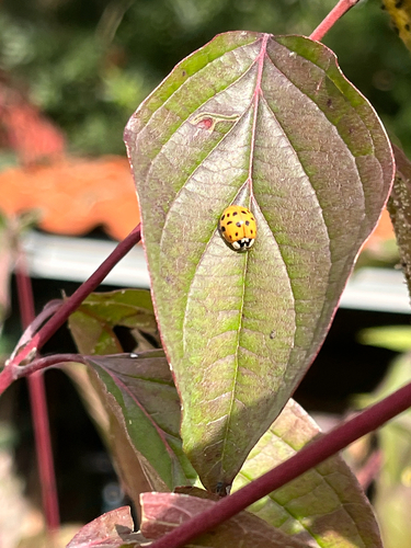 Asian Lady Beetle