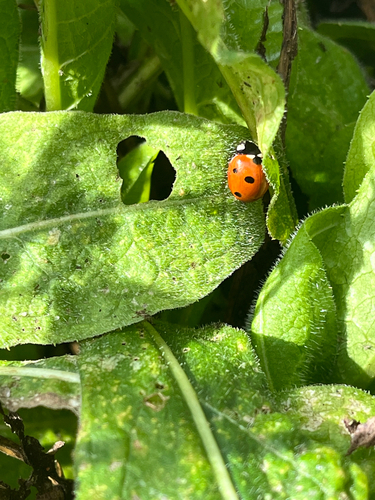 Seven-spotted Lady Beetle