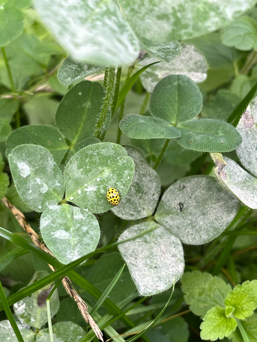 22-spot Ladybird