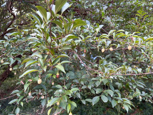 Styrax japonicus observed 2026-10-03