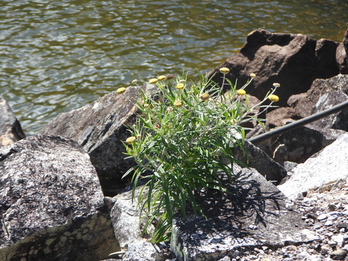 Coronidium rupicola observed 2026-10-03