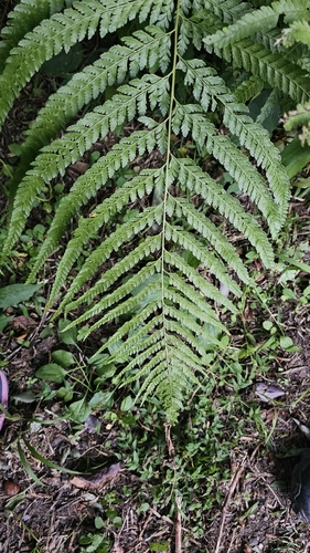 Microlepia strigosa observed 2026-10-03