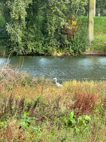 Grey Heron