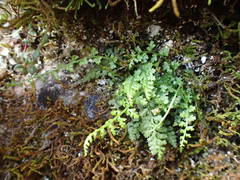 Asplenium fontanum