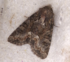 Oligia strigilis