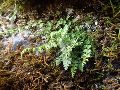 Asplenium fontanum
