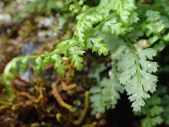 Asplenium fontanum