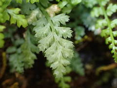 Asplenium fontanum
