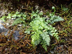 Asplenium fontanum