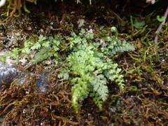 Asplenium fontanum