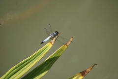 Aethriamanta gracilis