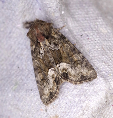 Oligia strigilis