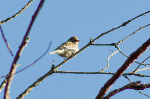iNaturalist observation photo of Chipping Sparrow