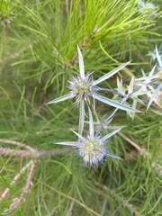 Eryngium caeruleum