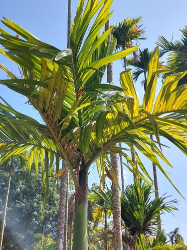 Areca catechu observed 2026-10-03