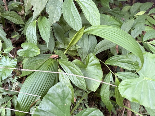 Curculigo capitulata observed 2026-10-03