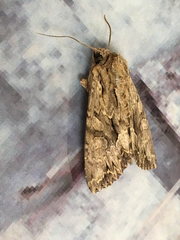 Apamea monoglypha