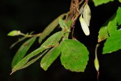 Fieldia australis