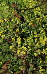 Chrysosplenium alternifolium