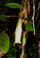 Fieldia australis