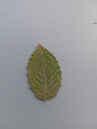 European Hornbeam