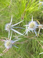 Eryngium caeruleum