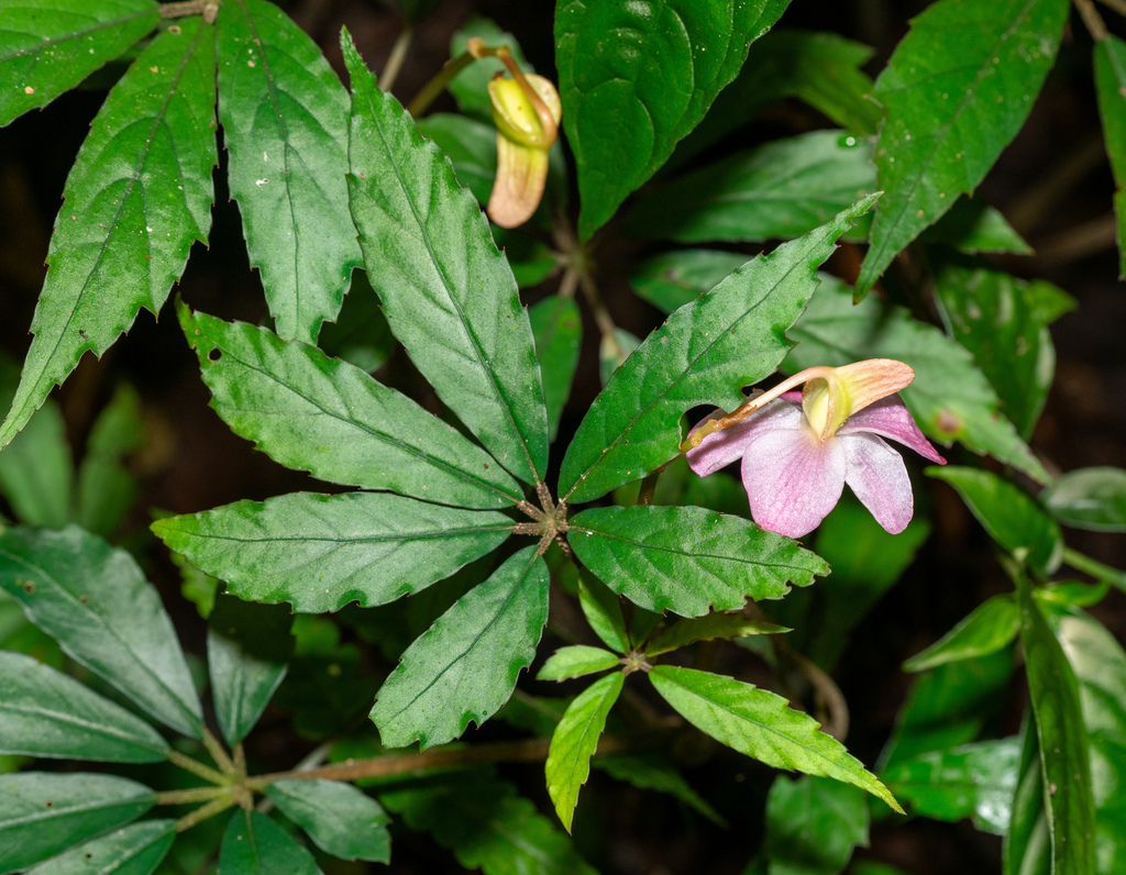 Begonia hemsleyana