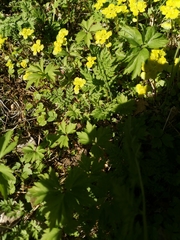 Chrysosplenium alternifolium
