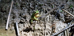 Hyla suweonensis