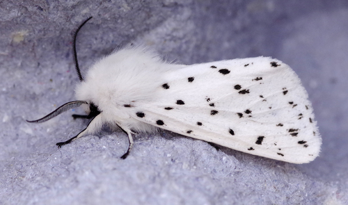 Spilosoma lubricipeda