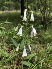 Penstemon tenuiflorus