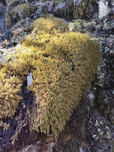 Rhacocarpus purpurascens observed 2026-10-01
