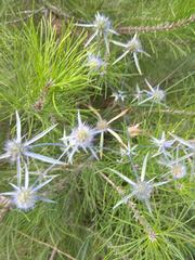 Eryngium caeruleum