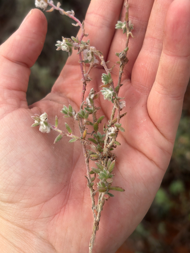 Maireana sclerolaenoides, 2026-10-03